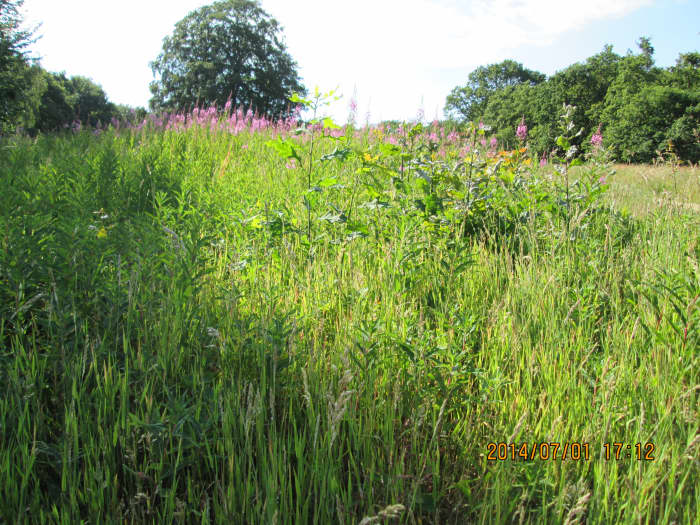 A flash of colour on the way. Willow Herb, aka Fire Weed or Bomb Weed was found on bomb sites around Central London and suburbs (the German V1 and V2 rocket bombs invented by Wernher von Braun left swathes of ruins in a wide arc around SE England)