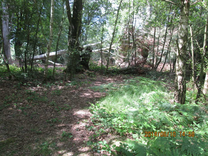 The dappled woodland floor with a fallen tree half-hidden - in places the forest floor is impenetrable, 'Hansel & Gretel' terrain, the stuff of Grimm fairy tales