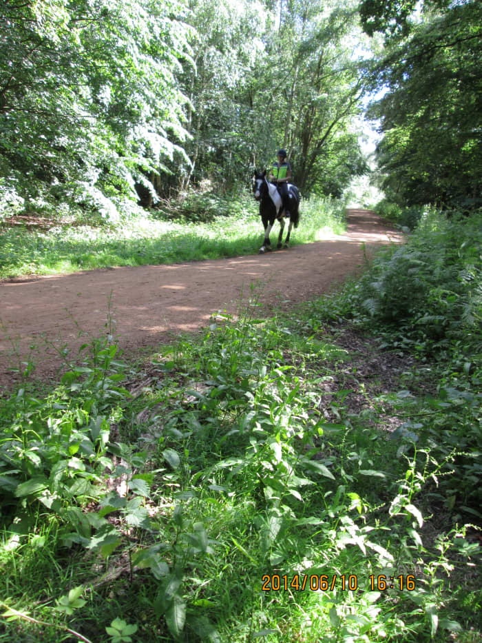 Just to oblige, here's a rider on her way to High Beech or back to the stable. There are several riding schools and stables in the district