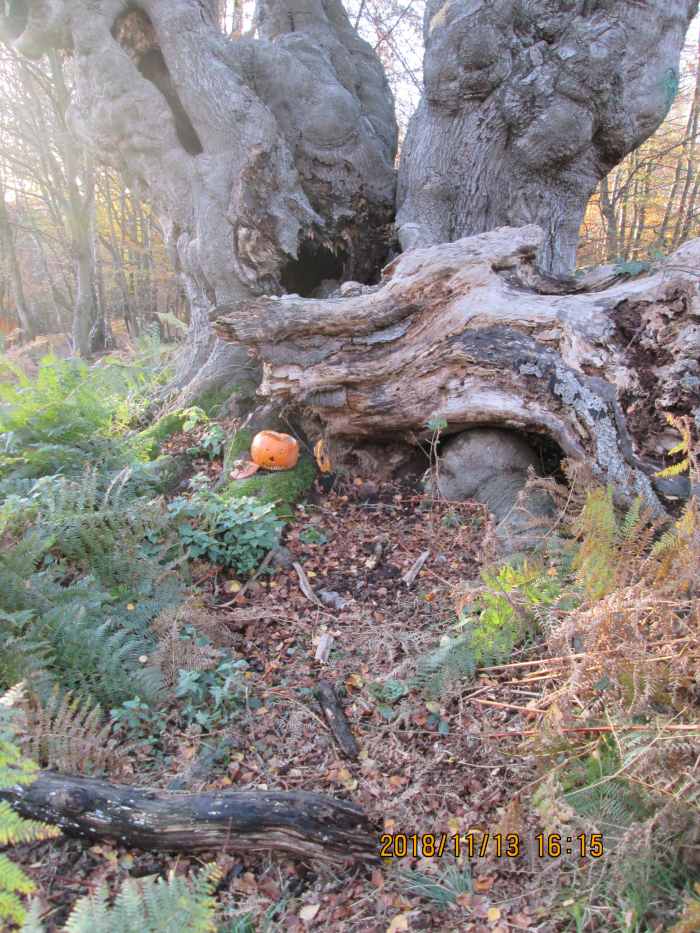 "Haaalowe'en is not that far back in time, and after a short cold snap the trees have shed their leaves... And someone's left a memento of their celebrations. Some parts of the forest are spooky at the best of times!