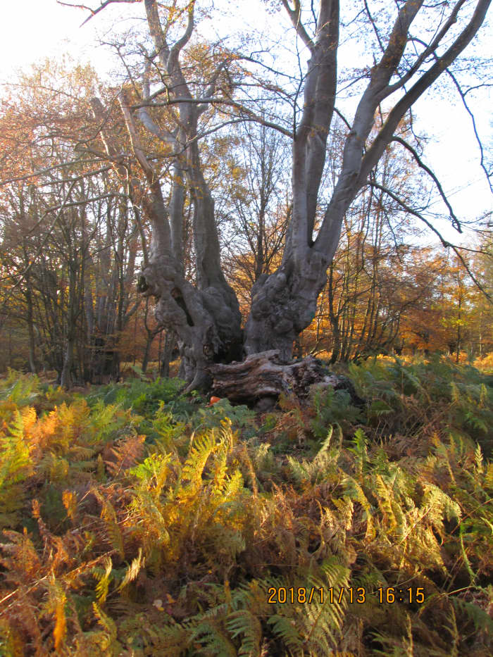 Step back and look at the tree as a whole. This is the result of charcoal burners'' coppicing - trees (beeches generally) were bound together when young and grew that way as one. In old age some are losing limbs and even whole trunks.
