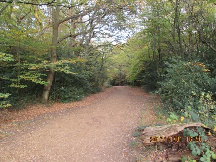 Across the other side of the Earl's Path, the road that leads from Robin Hood Roundabout to Loughton a track leads around the back of the town