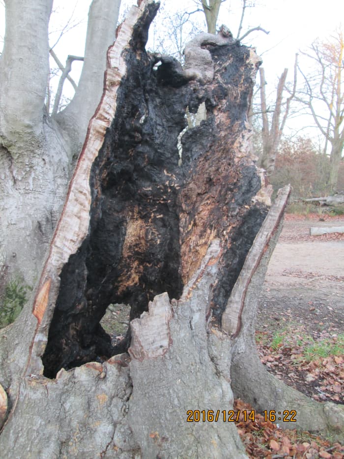 "There's more holes in this stump than ladders in my wife's tights!" (Shapely as it is, somehow the wife's got the edge on it).