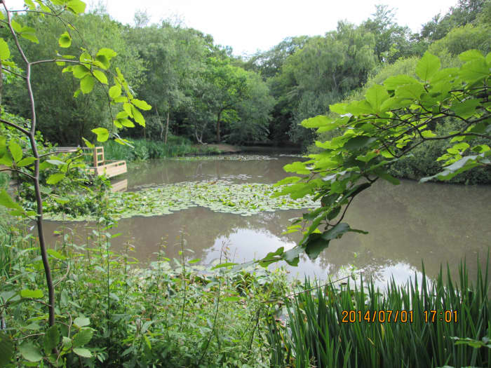 This pond, situated beside the road named 'The earls path', is called the Earls Path Pond. Fair enough. Can't argue with that.