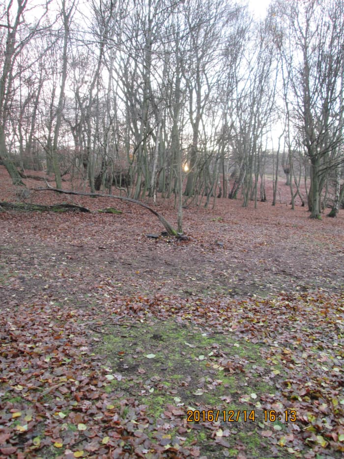 "At the going down of the sun..." More Epping Axminster - a carpet of autumn leaves on the hillside lit by the last rays of the sun on its way down over Chigwell