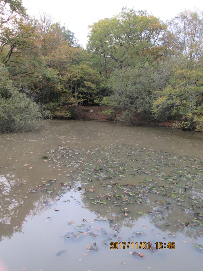 The mere seen from the pier (he's a poet and knows it!) in an autumnal setting with dead leaves floating on the surface