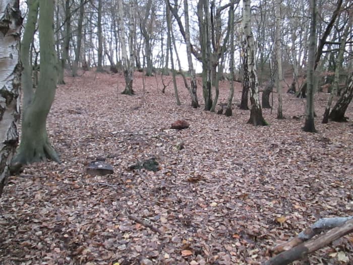 Epping Axminster... a carpet of red and pink sets off these bare trees in this scene between the bridle path and a lower road that joins housing with the two through routes on either side of High Beech.
