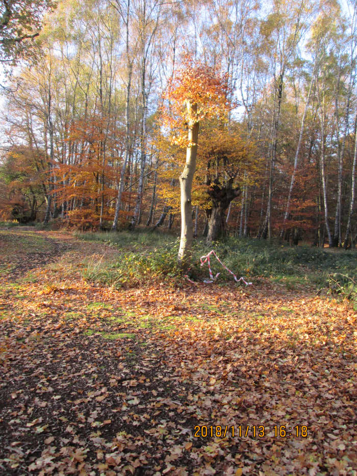 A shaft of early November afternoon sun lights on this 'trimmed' tree - a number of these, of varying ages, is scattered around the forest to the east of High Beech
