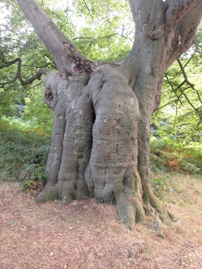 From around the 'face', it looks like a mammoth or an elephant, the trunk fairly obvious at the front. This was taken in the summer of 2020 after some years of 'weathering'