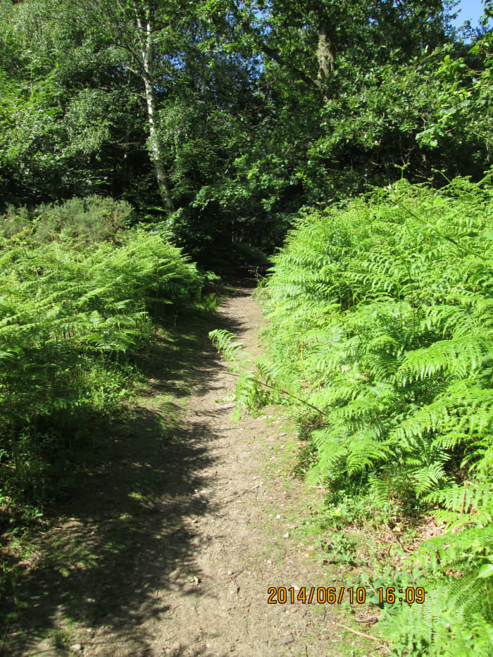 Past the 'King's Oak' along the road, past the old hexagonal Ice House, rejoin the track on the way to the Robin Hood roundabout (don't think he ever came this way). A nice dry track