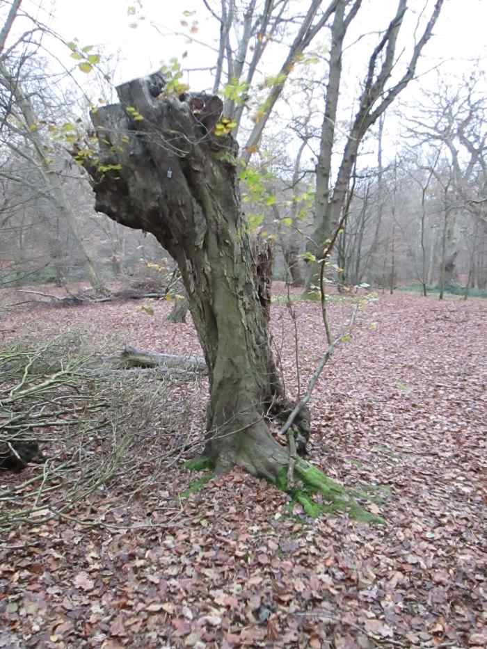Off the beaten track, down amongst the trees, a bit of man-made wood sculpture against a backdrop of winter leaves
