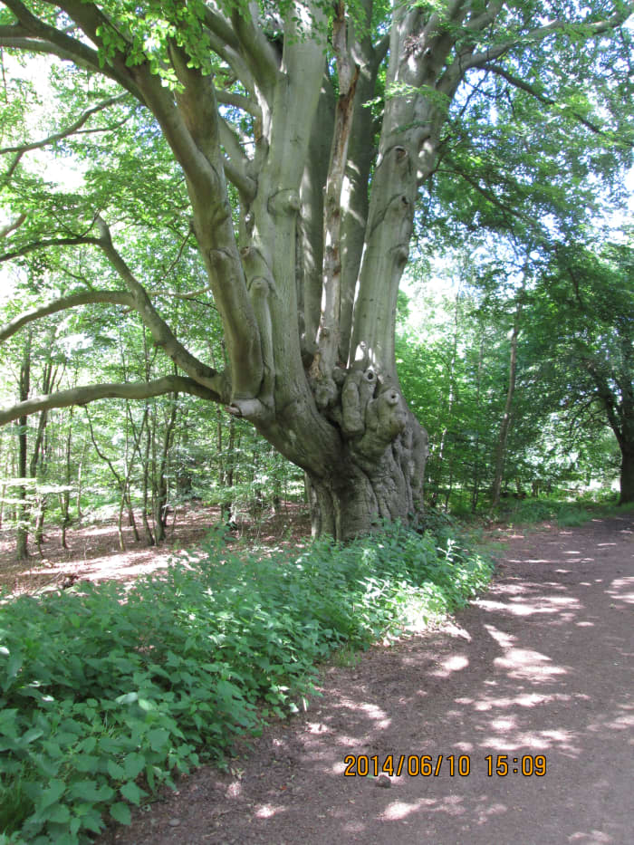 Having crossed the road, this is the next stage to High Beech - named for the beech trees that proliferate here - this is a pollarded tree, multiple trunks bound together originally for charcoal burning