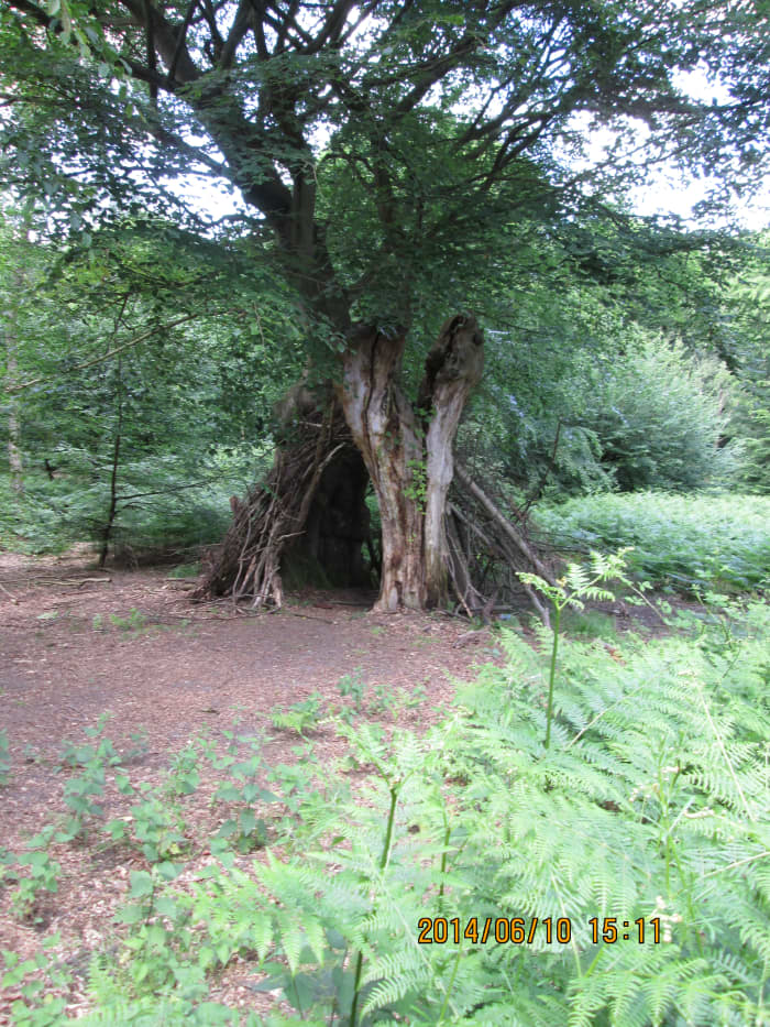 There are several of these 'bivouacs' around the forest, all the way down to Wanstead Park, built of branches recovered from the woodland floor. Not much use in rain, though!