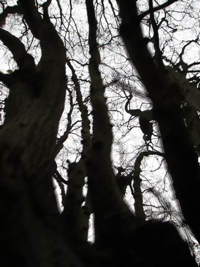 Mid-winter starkness - without leaves the trees look threatening in the fading light. The camera wasn't being shaken, an energetic wind blew the boughs pretty briskly