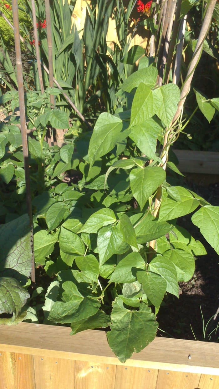 How to Grow Climbing French Beans - Dengarden