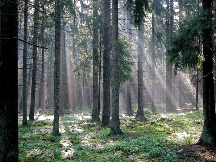 The primeval Bialowieza forest in Poland offers a beautiful glimpse of many endangered species including the wisent (European bison.)