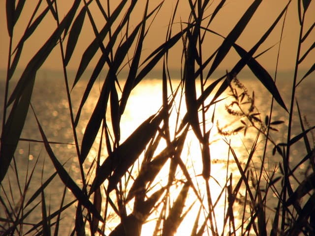 The sun shines brightly on the Chesapeake Bay just off of Saxis Island, Accomack County, Virginia. What a terrific view! However, no Chessie found.