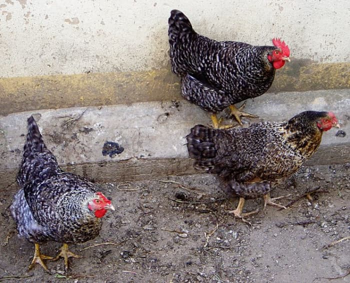 Domestic hens (Gallus gallus), unknown breed