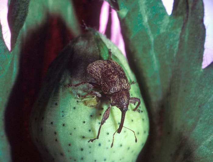 Cotton Boll Weevil - This insect devastation swept the cottom farms of the nation for years. Later, it was admitted that it could have been prevented for less than $20,000.