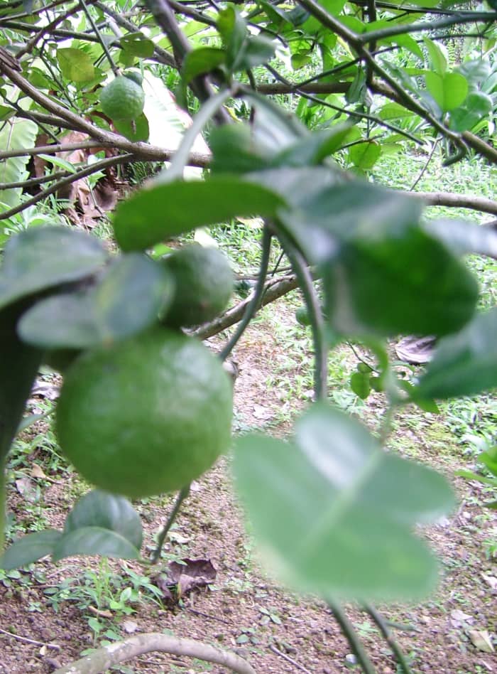 "Limau purut" / Kaffir lime (Citrus hystrix). This type of lime can be identified by its distinctive leaves which are shaped like a figure "8".
