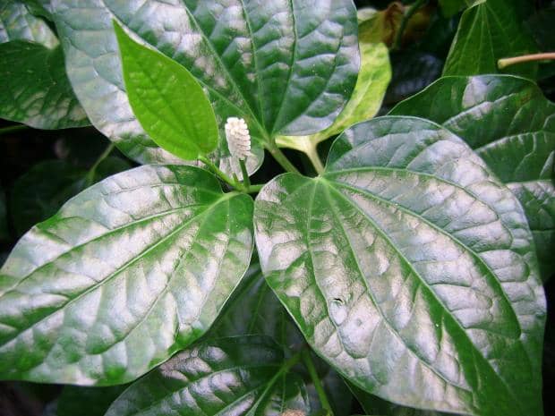 "Kadok" / Wild Pepper (Piper sarmentosum).The leaves of this plant is used to make various ethnic dishes in Southeast Asia. These can be found in abundance along the Spice Garden trails. Apparently, they grow easily even in shaded areas -- excellent
