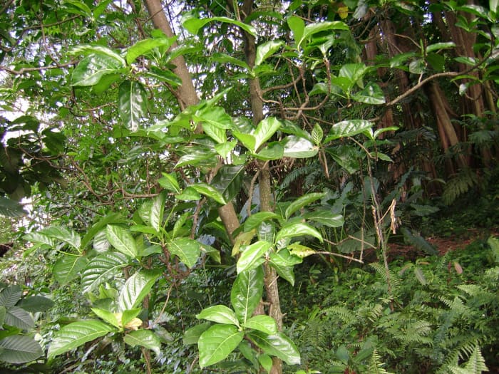 "Mengkudu" / Noni (Morinda) tree. Most people know about Hawaiian noni, but not many realise that the noni plant is also indigenous to Southeast Asia, and is used by Malays for traditional healing.
