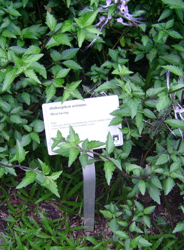 Cat's Whiskers / "Misai kucing" (Orthosiphon aristatus). Believed to be excellent for kidney complaints and gout. Common herb used in Malay 'jamu' healing preparations