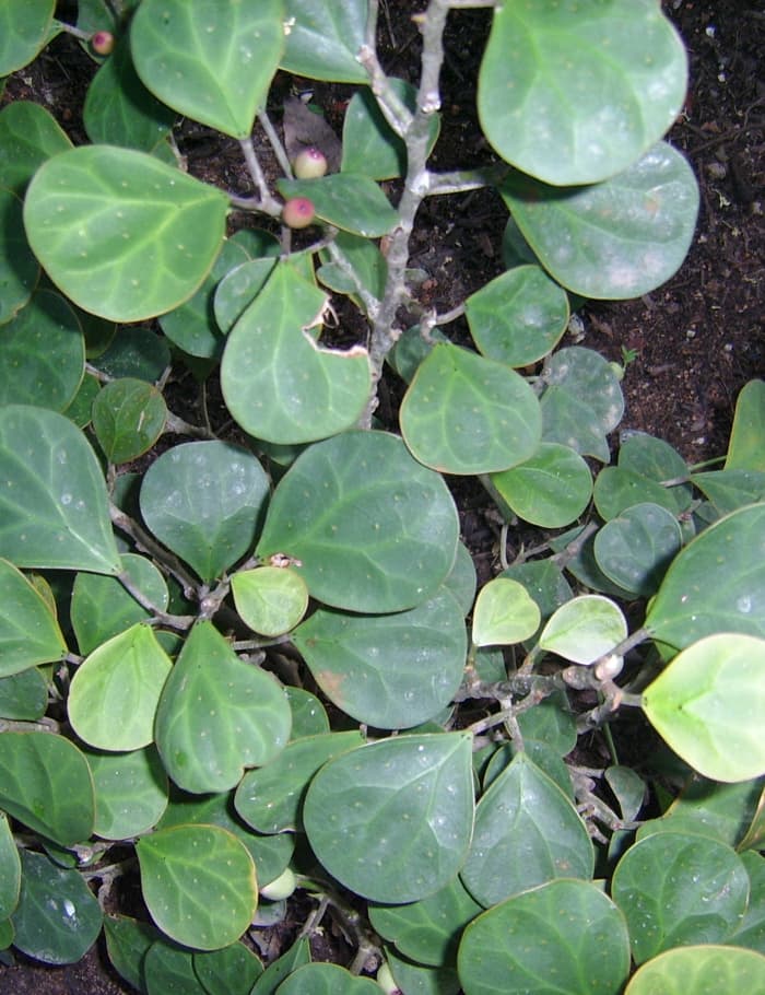 "Mas Cotek" (Ficus deltoidea). Reputed to be good for eliminating toxins, but perhaps most sought-after for supposedly helping to increase sexual potency.