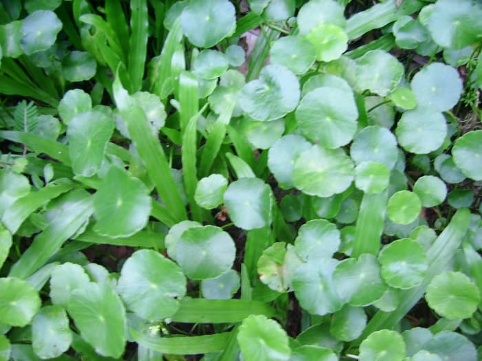 "Pegaga Embun" (Hydrocotyle sibthopioides) is often found growing wild. It is believed to be excellent for treating a variety of infections (cough, flu, for example).