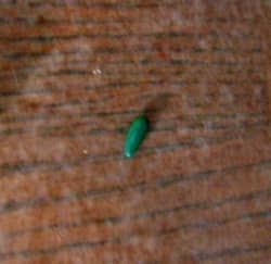 Step 4. With well-greased fingers roll out a tiny piece of green or brown fondant into a tapered cone shape. This will be the stem.