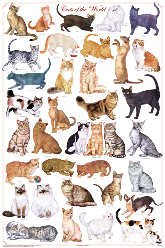 Cats now have a fascination to people and are a good natural pest control. They come in many types and appeal to the artistic expression. Cat behavior varies very little from breed to breed.