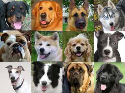 Here are just a few of the many dog breeds that have come into existence with the intervention of humanity. Many were bred for very specific jobs.