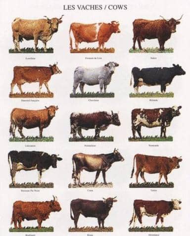 There are many breeds of cows. Today many of these breeds have fallen into disfavor and are in danger of extinction.