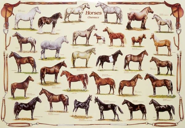 Like dogs, horses have been around people for a long time. Many different breeds for different purposes have been developed.