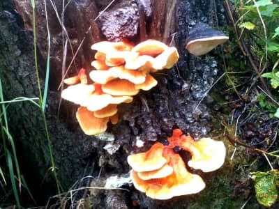 8-2011 Chicken of the Woods mushrooms growing in Alaska. The photo was taken by a cell phone; better in "person".