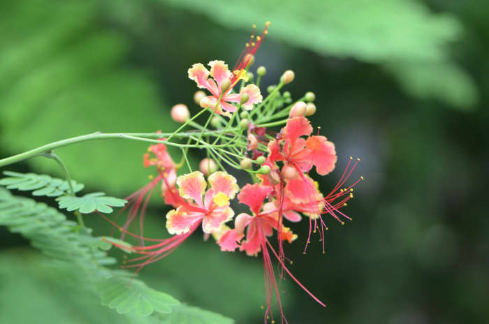 Photo 6 - These flowers bloom on a tree, and I love their coloring.