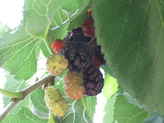 benefits-of-mulberry