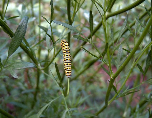 Dill Pests - HubPages