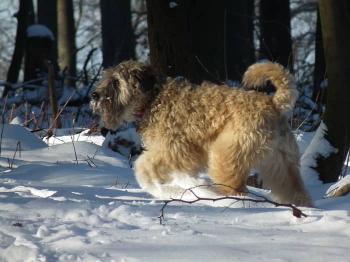 how-dogs-stay-warm-in-cold-weather-it-is-more-than-their-fur-hubpages