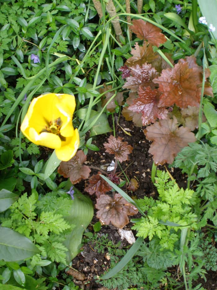 Master Gardeners use companion planting to reduce weeds, attract helpful insects, and create beauty.