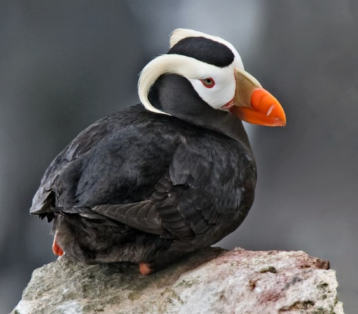 where-to-find-puffins-around-the-world