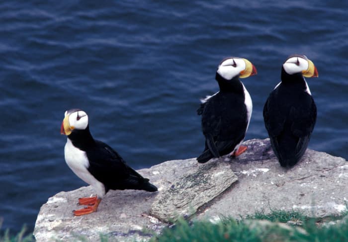 where-to-find-puffins-around-the-world