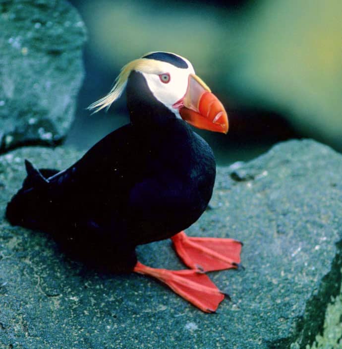 where-to-find-puffins-around-the-world