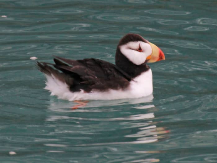 where-to-find-puffins-around-the-world