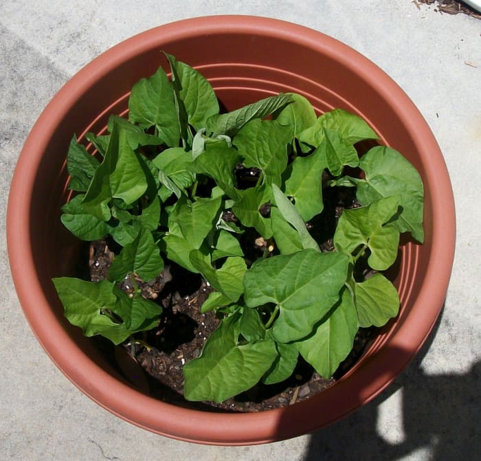 fresh fruits and vegetables from the garden is not only a great source of Gout fighting nutrion but also a great source of excercise