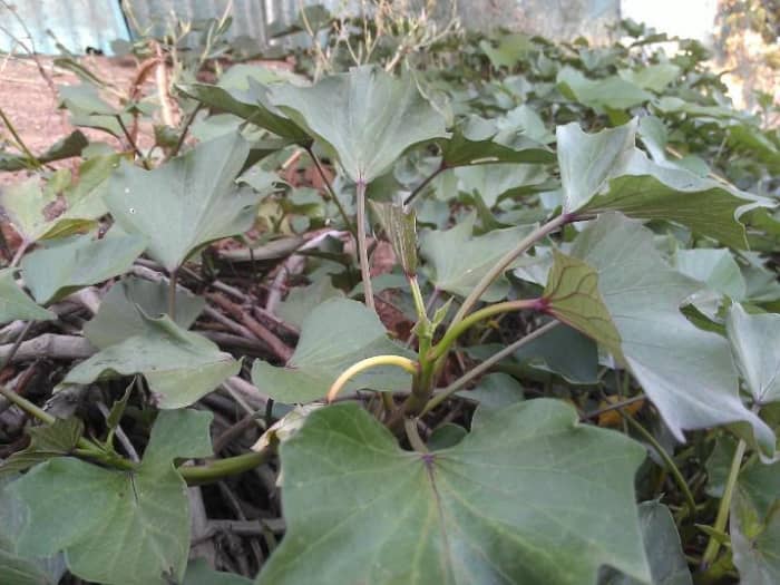 Sweet potato. The young leaves and tops are often used in cooking in some countries such as the Philippines.