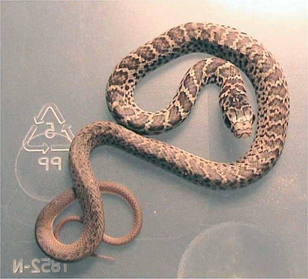 A juvenile eastern yellow-bellied racer. Photo by User:Dawson, Creative Commons Attribution-ShareAlike 2.5 License