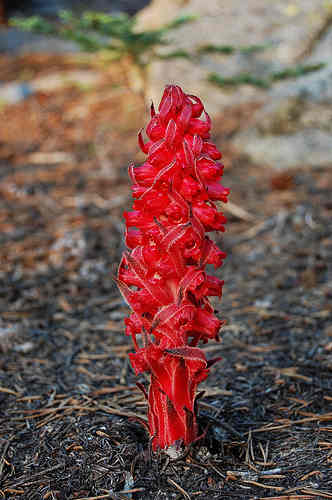 Snow Plant: A plant that has no chlorophyl. It is a mycotrophic plant. This means that it relies on fungi to get its food. In this case, it uses mycorrhizae that have a mycorrhizal relationship with conifer roots.