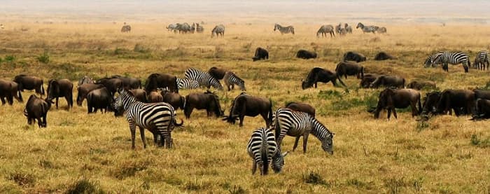 Today, East Africa is the last refuge for the megafauna that once inhabited the entire world except Antarctica.