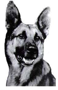 Strongheart did much to make German Shepherds popular after World War 1.